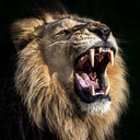 Lion Roaring Sounds