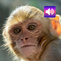 Monkey: Sounds & Ringtones