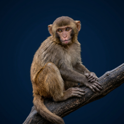 Monkey Call Sounds