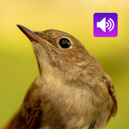 Nightingale: Bird Sounds