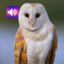 Owl: Sounds & Ringtones