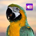 Parrot: Sounds & Ringtones