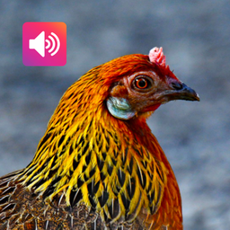 Red Junglefowl Female: Calls