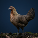 Female Red Junglefowl Sounds