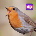 Robin: Sounds & Ringtones