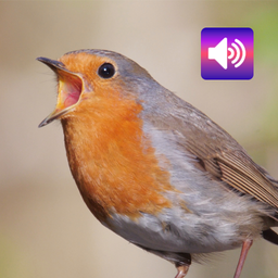 Robin: Sounds & Ringtones