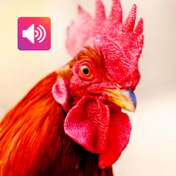 Rooster Sound: Ringtone, Alarm