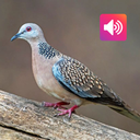 Spotted Dove: Sound, Ringtones