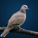 Spotted Dove Sounds