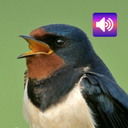 Swallow: Sounds & Ringtones