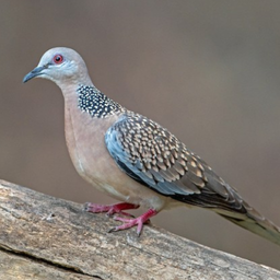 Spotted turtle dove Sounds