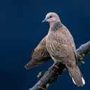 Spotted Dove Sounds
