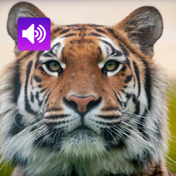 Tiger Sounds: Ringtone,Alarm