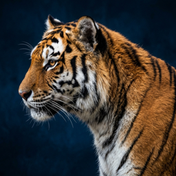 Tiger Sounds