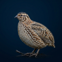 Quail Bird: Sounds, Calls