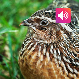 Quail Bird: Sounds, Calls