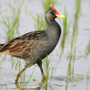 Watercock (Animal) Bird Sound