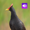 Watercock Bird: Sound,Ringtone