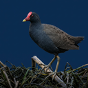 Watercock Bird: Sound,Ringtone