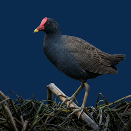 Watercock Bird: Sound,Ringtone