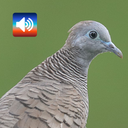 Zebra dove: Sounds & Ringtones