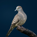 Zebra dove Sounds