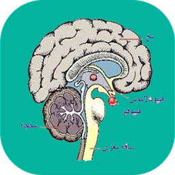 آناتومی اعصاب