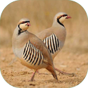 پرورش کبک و کسب درآمد
