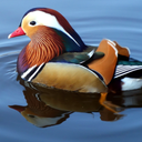 Mandarin duck Wallpapers