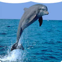 Dolphin Wallpapers