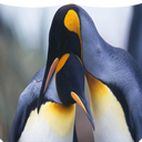 Wallpapers Penguins