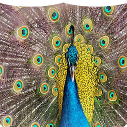 Pictures Peacock