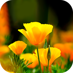 Flower Wallpaper 2025