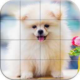Tile Puzzle Pomeranian Dogs