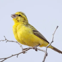 Canary Bird Sounds