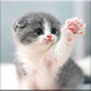 Cat Wallpapers HD Cute