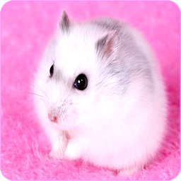 Cute Hamster Wallpapers