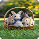 Cute Rabbit Wallpapers