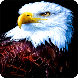 Eagle Wallpapers