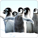 Penguin Wallpapers