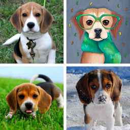 Beagle HD Wallpapers