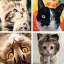 Cat HD Wallpapers