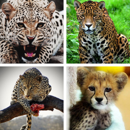 Cheetah HD Wallpapers