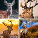 Deer HD Wallpapers