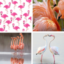 Flamingo HD Wallpapers