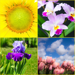 Iris, Orchid, Sunflower, Tulip