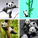 Panda HD Wallpapers