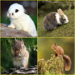 Rabbit, Squirrel Wallpapers