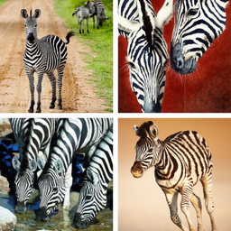 Zebra HD Wallpapers