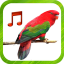 Bird Sounds Ringtones